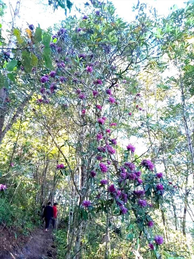 Mang Den bao gio bung sang - Ky 4: Hien ke hien thuc 'pho trong rung'-Hinh-3