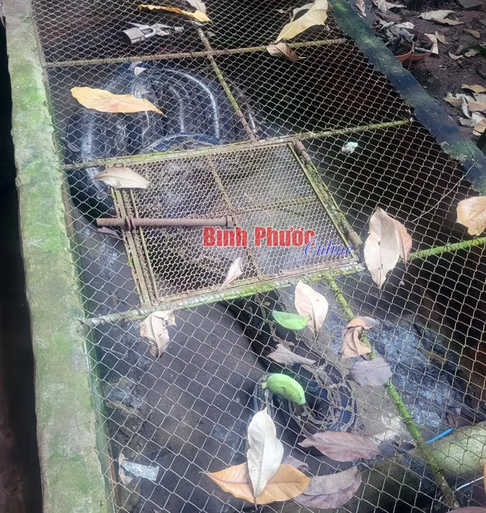 Tiếp nhận trăn đất khủng ở Bình Phước: Loài nguy cấp tại Việt Nam! - Hình 2 Tiep nhan tran dat khung o Binh Phuoc: Loai nguy cap tai Viet Nam!-Hinh-2