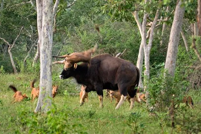 Loai cho chau A ha guc ca ho bao: Co trong Sach Do Viet Nam!-Hinh-6