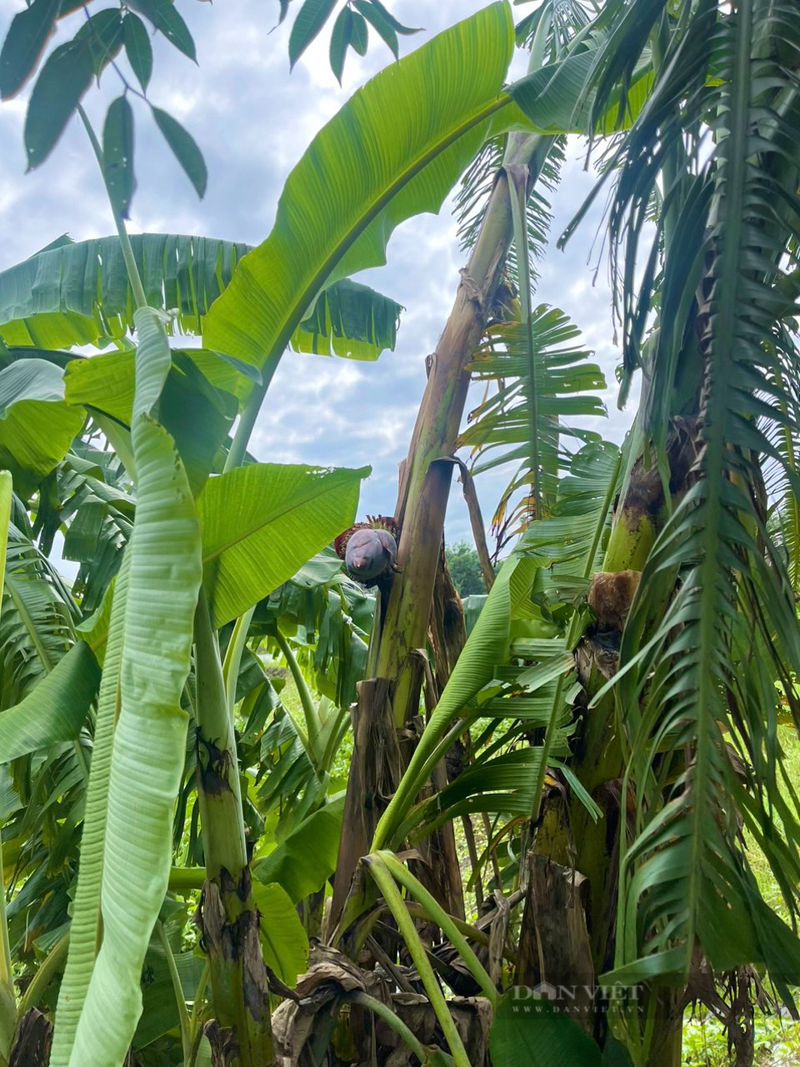 Chuyen la Quang Binh: Cay chuoi moc bap, tro buong o giua than