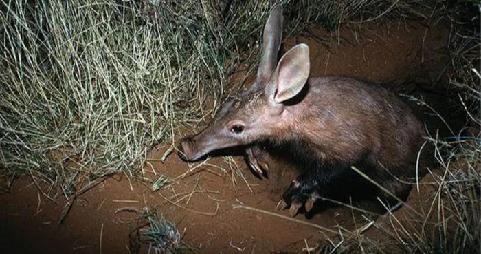 Bo tay loai dong vat xau nhat hanh tinh: Mom heo, tai tho, duoi kangaroo-Hinh-3