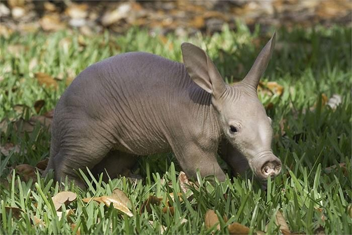 Bo tay loai dong vat xau nhat hanh tinh: Mom heo, tai tho, duoi kangaroo