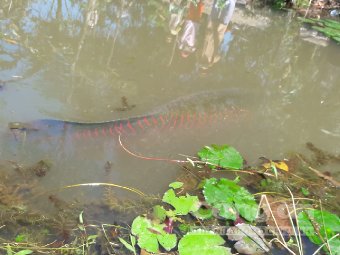 Ca mu bien 70kg cung loat quai ngu khung sa luoi ngu dan Viet-Hinh-9