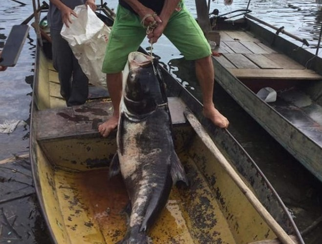 Ca mu bien 70kg cung loat quai ngu khung sa luoi ngu dan Viet-Hinh-6