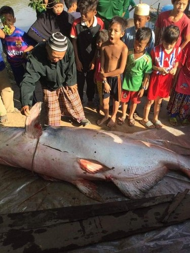 Ca mu bien 70kg cung loat quai ngu khung sa luoi ngu dan Viet-Hinh-7