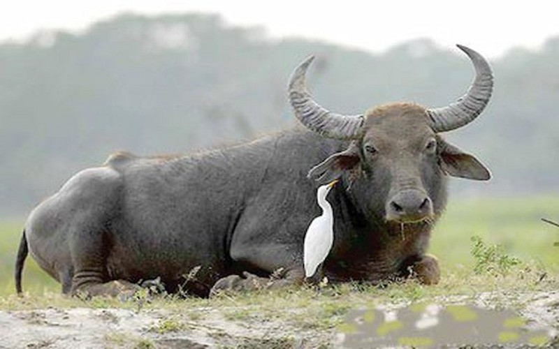 Ngay cuoi cung nam 2023: 4 tuoi gap thoi vuong phat, dat vang khap nguoi