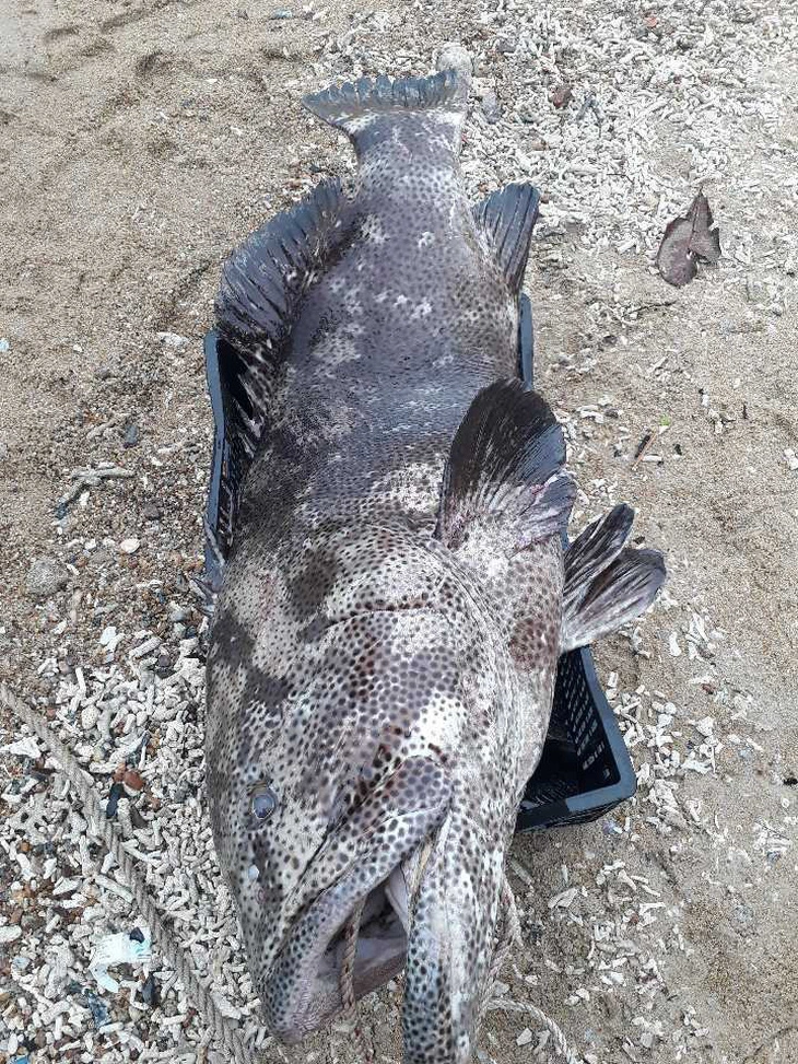 Tan muc ca mu khung 43 kg bat ngo sa luoi o Quang Nam-Hinh-2