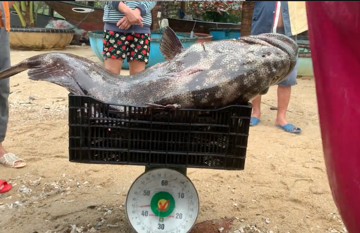 Tan muc ca mu khung 43 kg bat ngo sa luoi o Quang Nam-Hinh-3