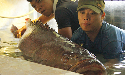 Tan muc ca mu khung 43 kg bat ngo sa luoi o Quang Nam-Hinh-7