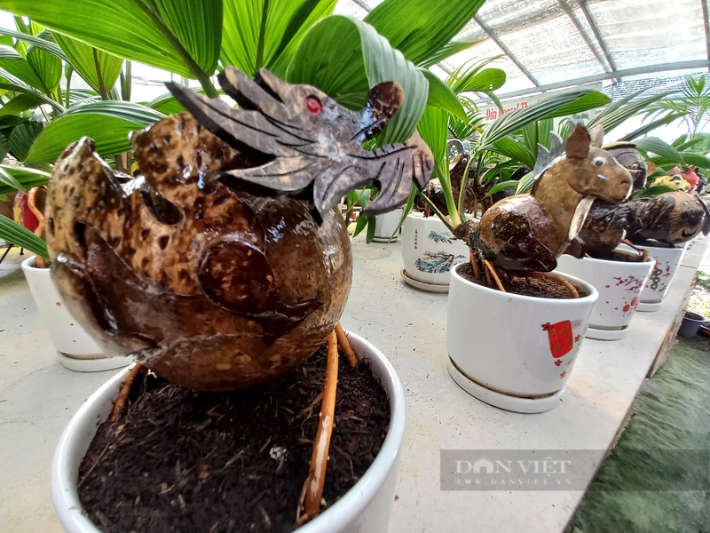 Hoa rong bonsai choi Tet Giap Thin, chang trai TPHCM thu bon tien-Hinh-4