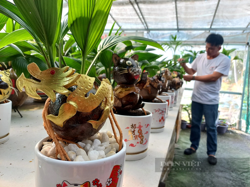 Hoa rong bonsai choi Tet Giap Thin, chang trai TPHCM thu bon tien-Hinh-5