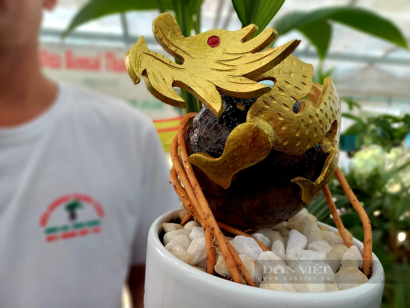 Hoa rong bonsai choi Tet Giap Thin, chang trai TPHCM thu bon tien