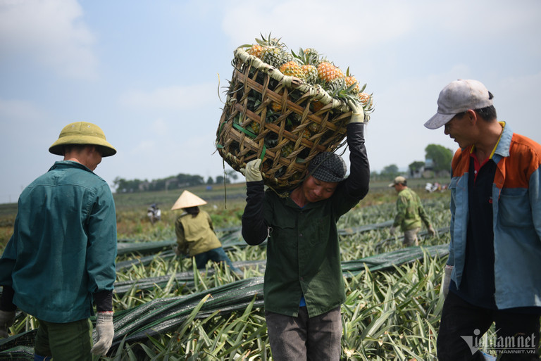 Rau qua mo cua loat thi truong cao cap, tinh thu 6-7 ty USD-Hinh-3