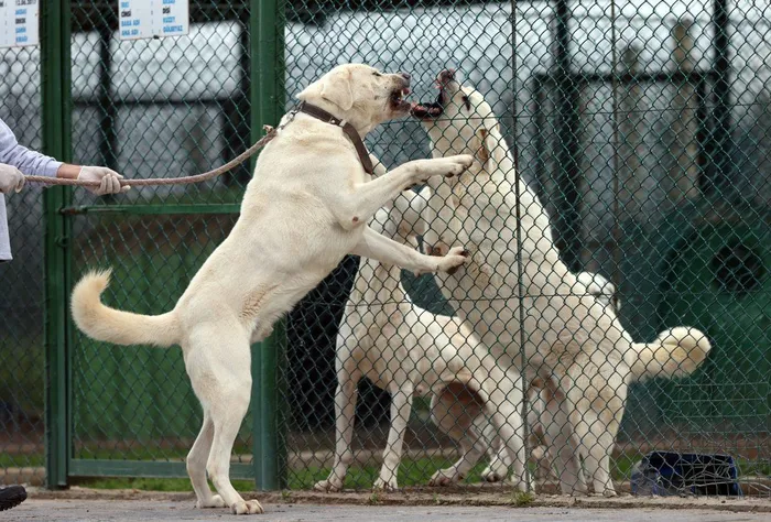 Loai cho duoc menh danh “tu dai chien khuyen”, den soi con run so-Hinh-5