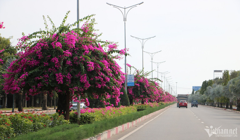 Con duong hoa giay dep 'me hon' tren dai phan cach cua ngo Vung Tau-Hinh-3