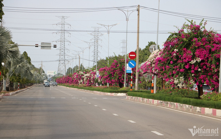 Con duong hoa giay dep 'me hon' tren dai phan cach cua ngo Vung Tau-Hinh-7