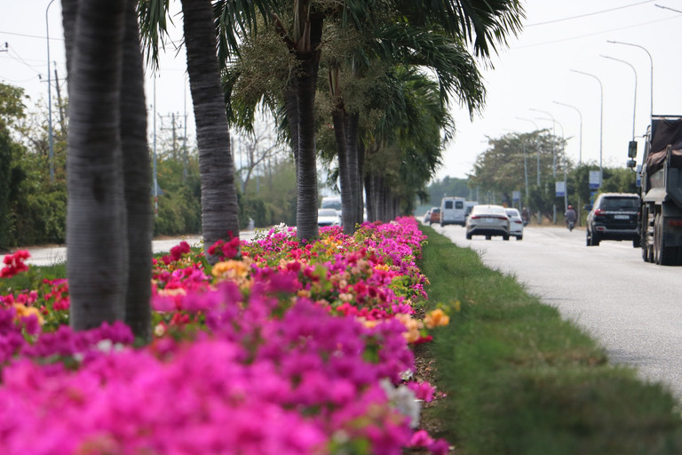 Con duong hoa giay dep 'me hon' tren dai phan cach cua ngo Vung Tau