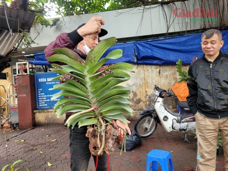 Hoa lan xuong pho ngay can Tet, gia ban gap doi van dat hang-Hinh-5