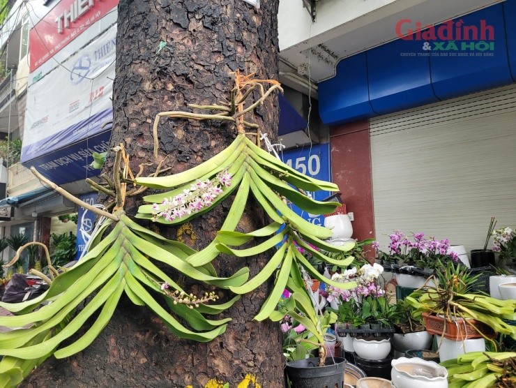 Hoa lan xuong pho ngay can Tet, gia ban gap doi van dat hang-Hinh-6