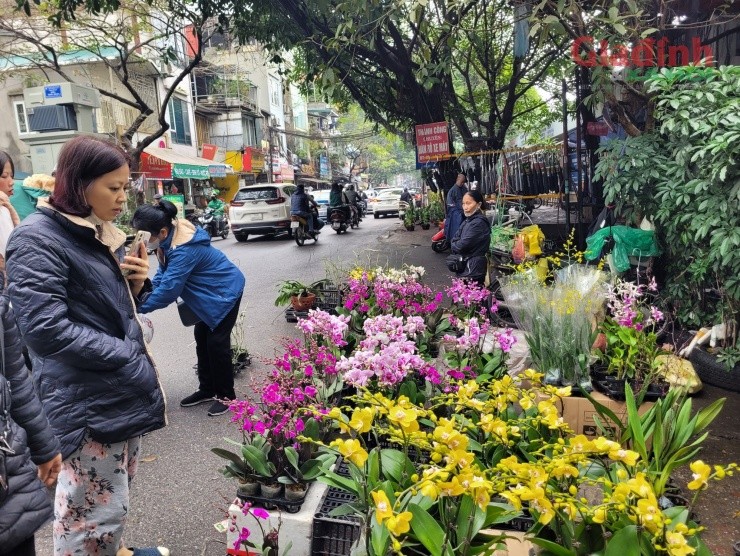 Hoa lan xuong pho ngay can Tet, gia ban gap doi van dat hang