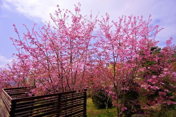 Lac vao xu hoa Anh dao o Dien Bien