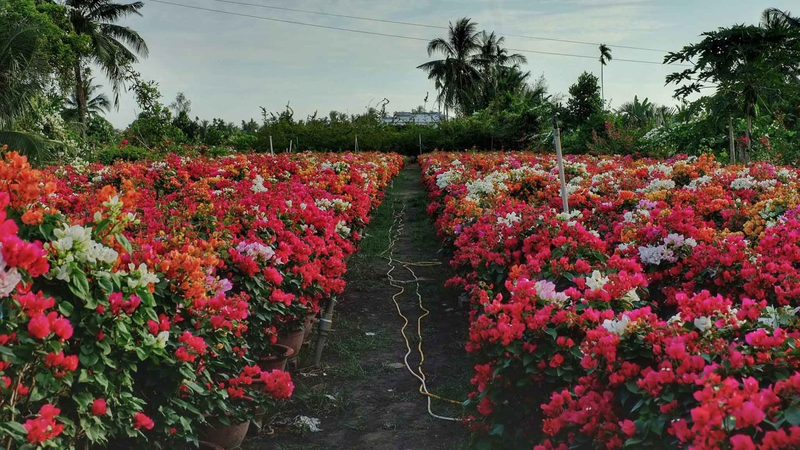 Lang hoa giay noi tieng o Ben Tre vao vu Tet, ruc ro sac mau-Hinh-3