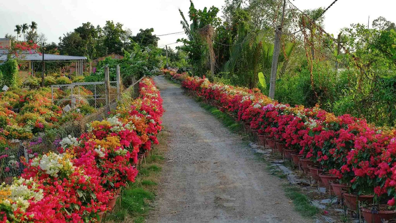 Lang hoa giay noi tieng o Ben Tre vao vu Tet, ruc ro sac mau-Hinh-6