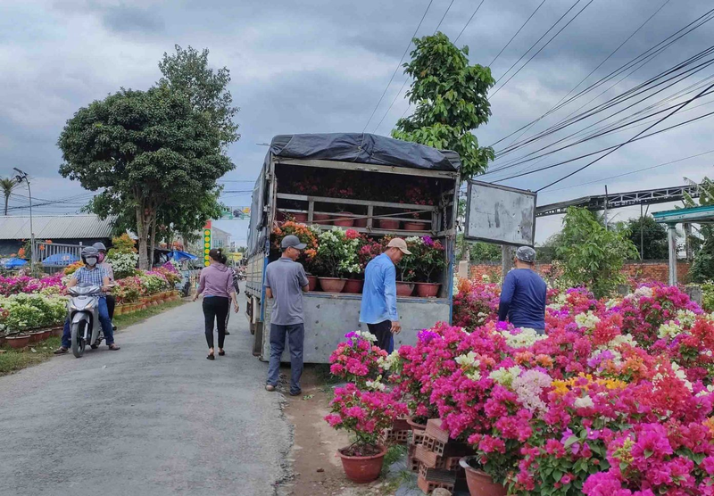 Lang hoa giay noi tieng o Ben Tre vao vu Tet, ruc ro sac mau-Hinh-7