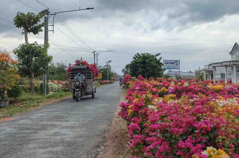 Lang hoa giay noi tieng o Ben Tre vao vu Tet, ruc ro sac mau-Hinh-8