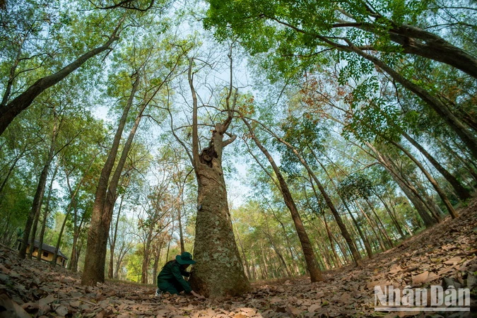 Man nhan ve dep rung cao su 100 tuoi o Dong Nai