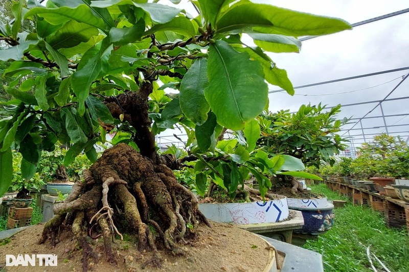 Nghe nhan bien goc mai vang het gia tri thanh cay bonsai bac ty-Hinh-7