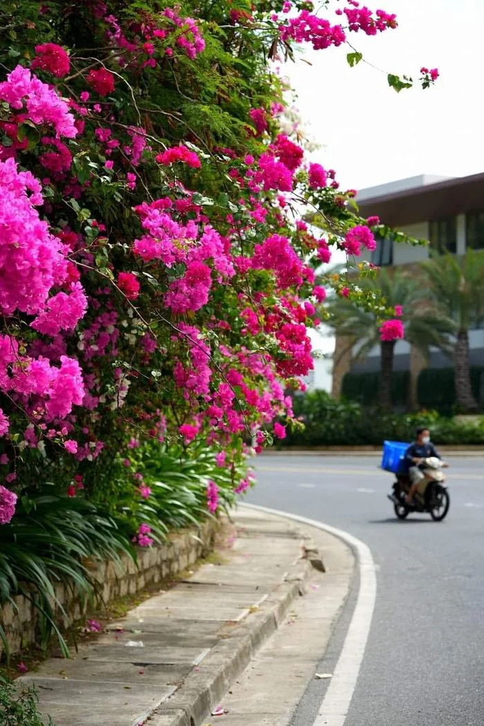 Dep ngan ngo sac hoa giay tren cung duong deo Luong Son Nha Trang-Hinh-3