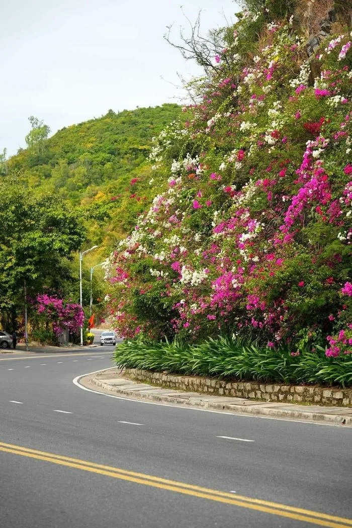 Dep ngan ngo sac hoa giay tren cung duong deo Luong Son Nha Trang-Hinh-4