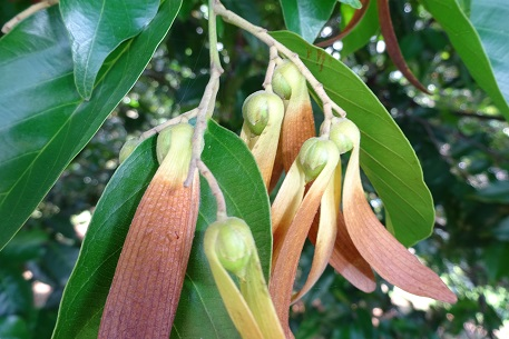 Ngam cay sao cat ngan nam tuoi “quy nhu vang” o Kon Tum-Hinh-8