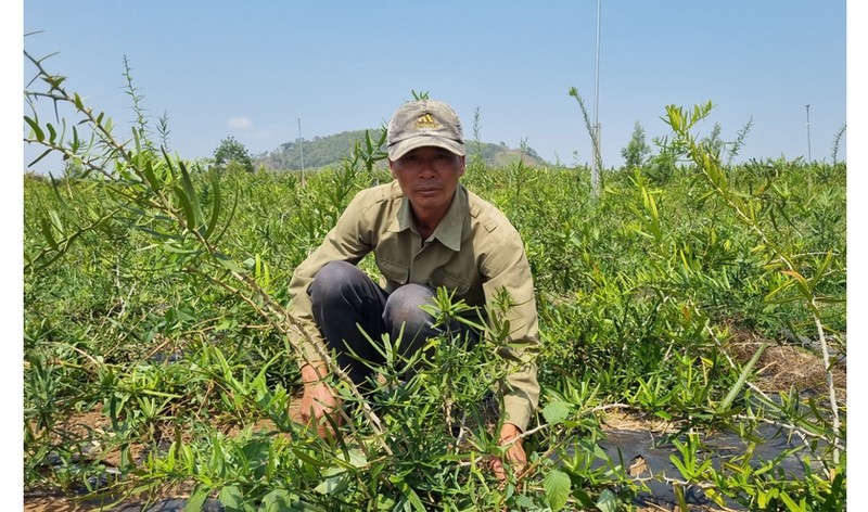 Nong dan Gia Lai doi thu lon tu loai cay duoc coi la than duoc