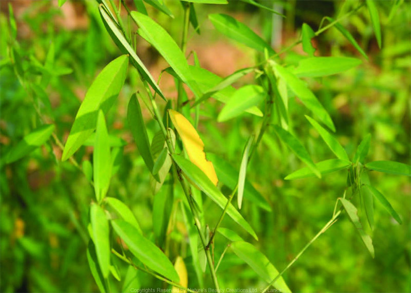 Loài cây đặc biệt ở Việt Nam cứ có nhạc là 'lắc lư' - Hình 2 Loai cay dac biet o Viet Nam cu co nhac la 'lac lu'-Hinh-2