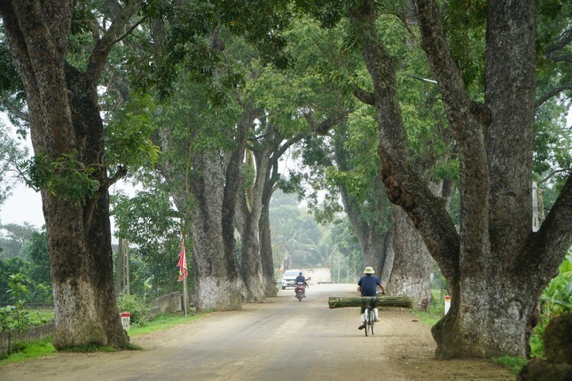 Tan muc hang xa cu co thu hon 100 nam duoi nui thieng xu Thanh-Hinh-2