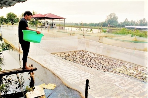 Nuoi ech chung voi mot loai ca dac san, nong dan Hau Giang trung dam