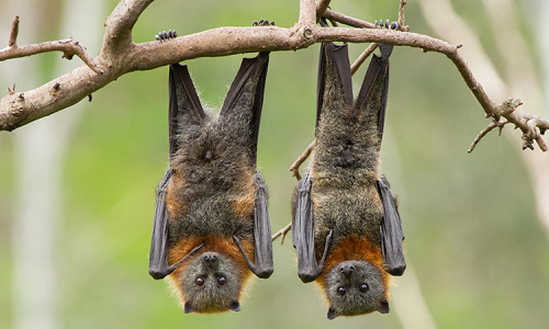 Bat cuoi thoi quen ngu hai huoc, di thuong cua cac loai dong vat-Hinh-8