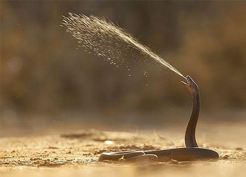 Bị rắn hổ mang phun nọc độc vào mặt, điều kinh khủng gì xảy ra? - Hình 4 Bi ran ho mang phun noc doc vao mat, dieu kinh khung gi xay ra?-Hinh-4
