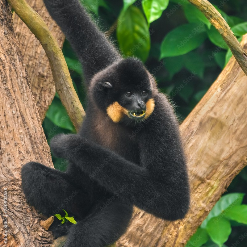 Vuon den ma hung lac vao nha dan o Hai Phong: Loai sieu hiem!-Hinh-3