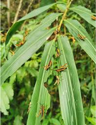 Dan chau chau khong lo xuat hien o Lang Son: Loai pha hoai nguy hiem-Hinh-5