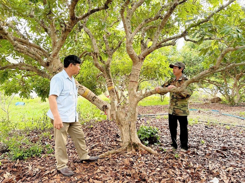 Nong dan bo tui nua ty dong nho trong cay ra qua ngot ngao-Hinh-2