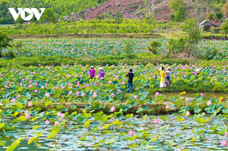 Quang Nam: Nguoi dan trong sen mang lai hieu qua kinh te cao