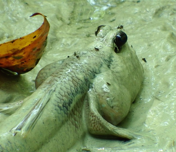 The only fish species in the world that was attacked by mosquitoes - Picture 3
