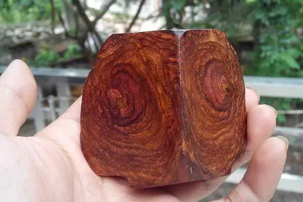 Loai go duoc menh danh la 'vang lo thien', Viet Nam co nhieu-Hinh-7