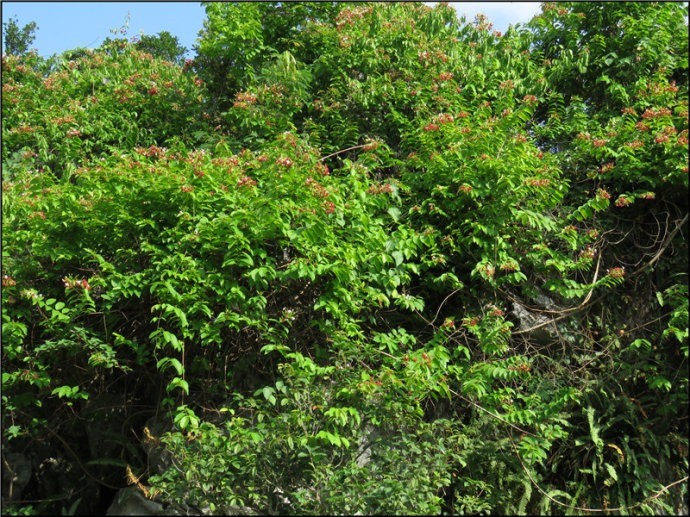 Cay canh no ro nhu phao hoa, mang loi chuc suc khoe, cat tuong-Hinh-16