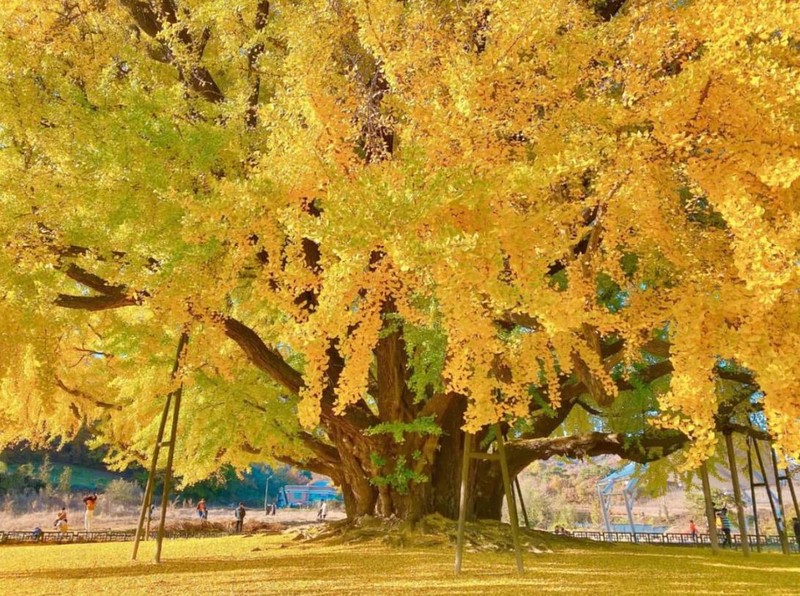 '5 cay gia pha' vao nha, gia dinh 3 doi thinh vuong, phu quy-Hinh-5