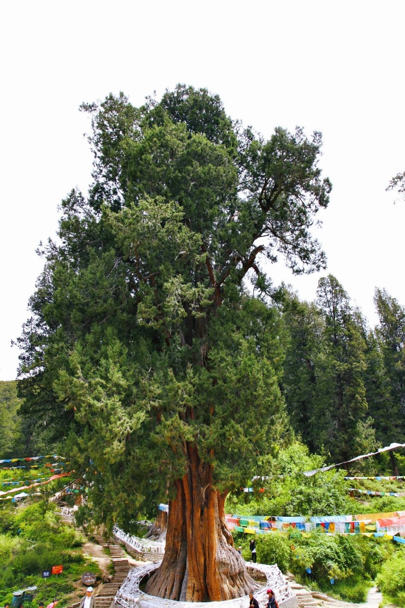 Cac cu dan: “Trong san khong trong 3 cay, con chau binh an, vo su