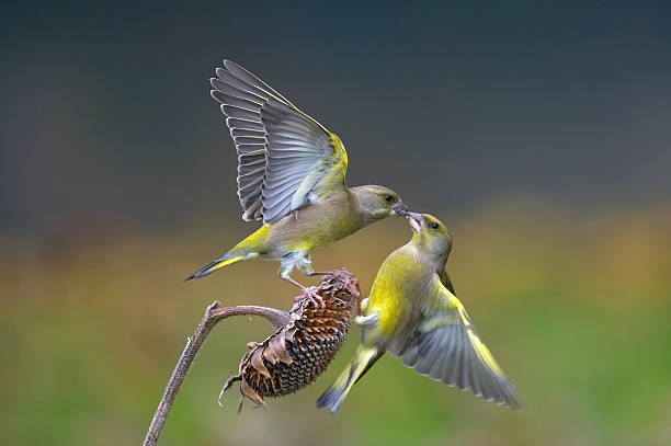 3 ngay sinh Am lich cua nguoi khon ngoan, cang gia cang nhu y